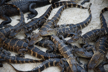 A lot of baby alligators on top of each other
