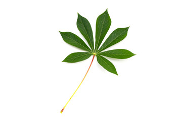 Fototapeta na wymiar Cassava leaves on white background.