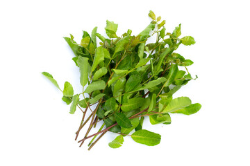 Brazilian peppertree leaves on white background.