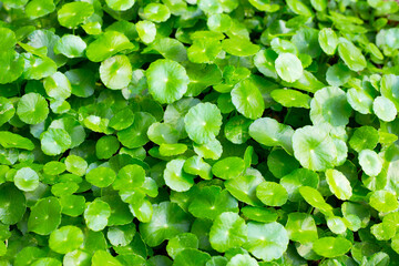 Fresh green centella asiatica leaves