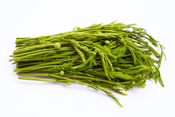 Leucaena leucocephala isolated on white background