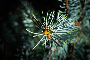 Naklejka na ściany i meble Blue Spruce pine branch and needles