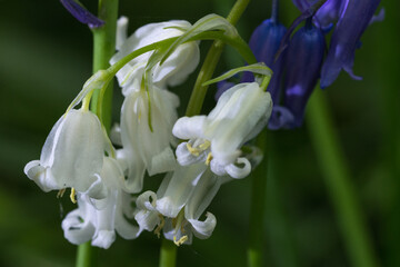 Fototapeta premium White Bluebells