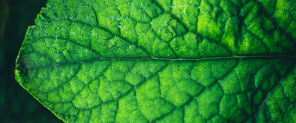 Vivid natural texture of wet green leaf with veins. Minimalist nature background with dew drops on green leaf surface. Beautiful minimal backdrop with droplets on leaf in macro. Nature texture of leaf