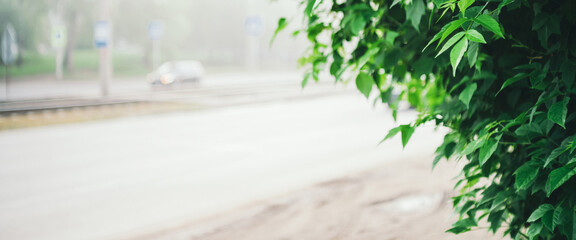 Vivid green leaves on misty urban background. Blurred roadway behind greenery with copy space. Blurry scenic foggy backdrop with rich vegetation. Colorful lush foliage on city street in morning light.