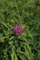 purple clover flower in grass