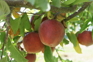 Gala apples hanging on tree limb