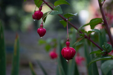 close up of fuchsia flowers closed with raindrops hanging from flower in garden in spring flower...