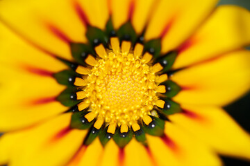 yellow flower macro
