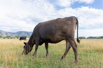 Obraz premium Cow and calf in pasture