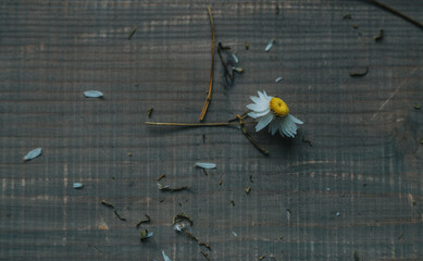 Still life with a daisy on a wooden floor