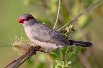 Common waxbill.