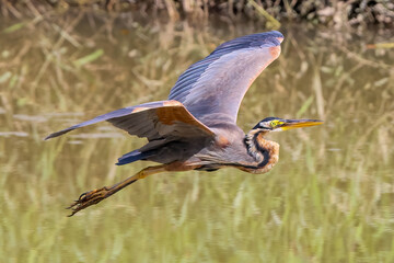 Grey heron flying.