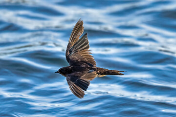 Wild swift zipping past water.