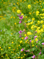 beautiful flowers in summer