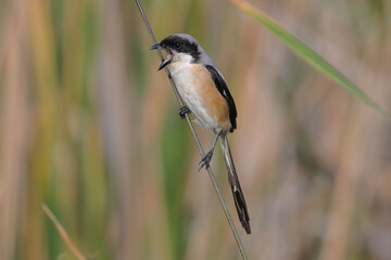 Obraz premium Long-tailed shrike.