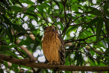 Buffy Fish Owl