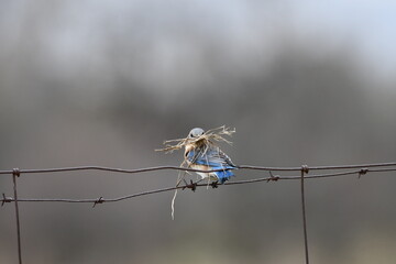 Female Eastern Bluebird sits perched on a barbed wire fence with nesting material in her beak