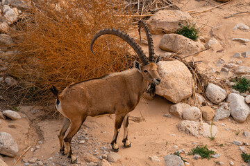 Male Ibex With Long Horns, Ein Gedi Israel