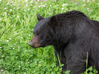 Black Bear in Clover