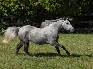 Obraz na płótnie Canvas dapple grey horse free running in field purebred connemara grey in color mane and tail flying forward movement in motion in green grassy field meadow or pasture on small breeding farm in rural area 