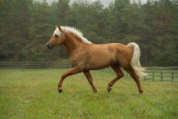 palomino colored connemara stallion free running in field of green grass and trees pasture in...