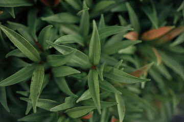 Fototapeta premium close up of a plant
