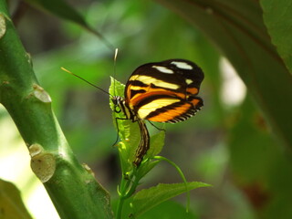 Borboleta Heliconius