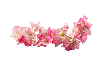 Pink bougainvillea flower on white background