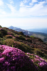 Fototapeta na wymiar 満開のミヤマキリシマが咲く韓国岳の斜面