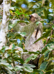 Obraz premium Three-toed sloth foraging in tree
