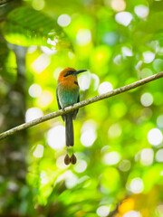 Broad-billed motmot on a stick against green yellow leaves