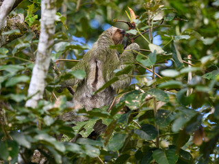 Three-toed sloth foraging in tree