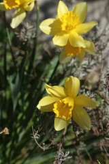 Beautiful yellow daffodils growing outdoors on spring day