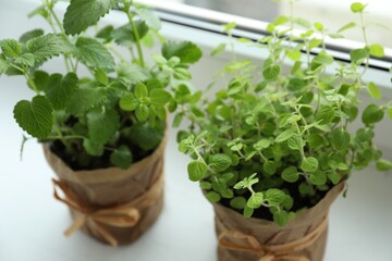 Different fresh potted herbs on windowsill indoors, closeup