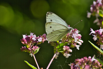 Weißer Schmetterling auf einer Blume