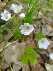 white flowers in the garden