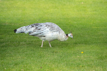 two female peacocks aka peahens feeding on the lawn in the garden