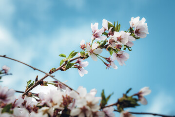 Yoshino Cherry Tree Blooming in the Springtime