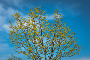 Budding Tree against a Blue, Cloudy Sky in the Spring.