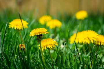 Dandelions in Grass Grass on a Sunny Spring Afternoon