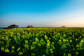 長崎鼻の菜の花