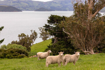 Sheep are seen on a hill on Banks Peninsula near Akaroa on the edge of the Pacific Ocean on the South Island of New Zealand