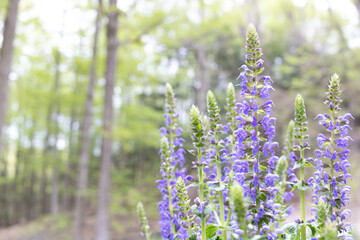 purple flowers in forest