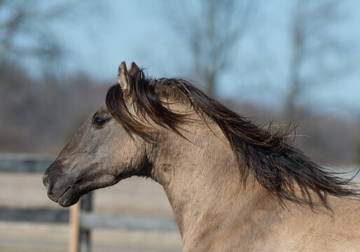 close up headshot portrait of moving kiger mustang horse purebred kiger mustang domesticated dunn colored horse  with black mane trees in background vertical equine image room for type horse in corral