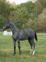 Obraz na płótnie Canvas hanoverian yearling standing in conformation stance grey color two white hind socks standing in grass with leather halter as tack muscled young colt or filly purebred hanoverian horse breeding stock 