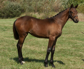 conformation shot of young horse purebred hanoverian foal bay in color mane braided shot at inspection on farm older foal  standing in field on green grass horizontal image room for type summer time