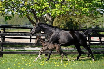 hanoverian mare and foal running in field black mare with colt or filly green grass and  leaves on...