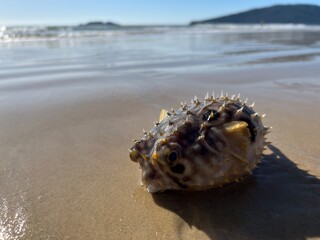 Peixe Marinho Baiacu Morto na Praia