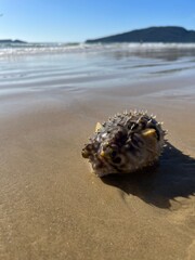 Peixe Marinho Baiacu Morto na Praia